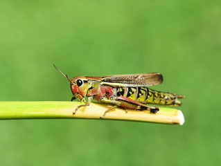 The large swamp grasshopper Mecostethus grossus on green background
