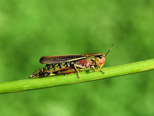 The large swamp grasshopper Mecostethus grossus on green background