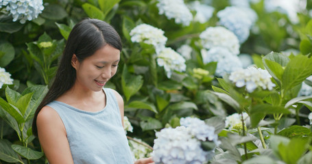 Woman looking Hydrangea flower in the garden