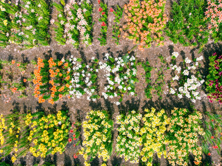 aerial view of colorful flower garden. natural abstract pattern. aerial photo