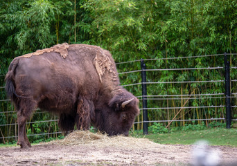 American bison Bison bison feeding on hay in a zoo exhibit 