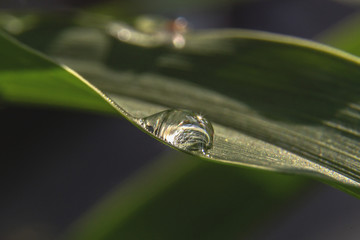 Dripped grow on herb