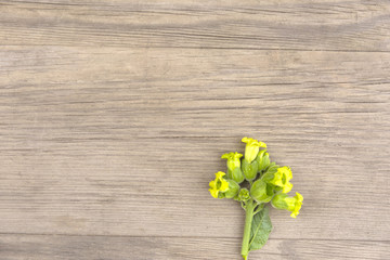 Tobacco flower on old grunge wooden background. Top view. Minimalistic mockup.
