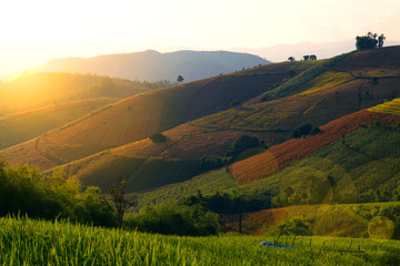 Obraz premium Landscape view of Paddy rice field at Ban Pa Bong Pieng in Chiangmai, Thailand.