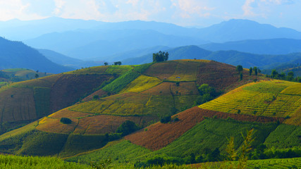 Landscape view of Paddy rice field at Ban Pa Bong Pieng in Chiangmai, Thailand.