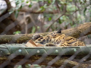 Clouded leopard Neofelis nebulosa sleeps inside of a enclosure at a zoo exhibit 