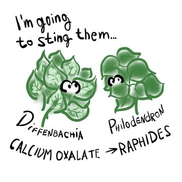 raphides in houseplants