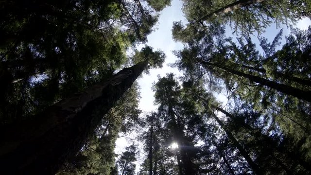Abstract Forest Canopy Wilderness Background