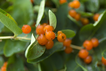 Orange closeup berries. Wolfberry bush with dew drops. Fresh green blurred background.