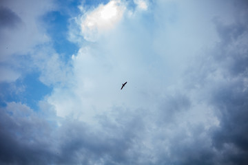 beautiful sky and bird, clouds