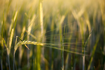 wheat ears, field, grain, cereals, harvest