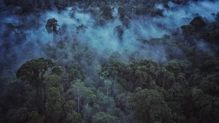 Aerial drone photo of the rainforest at Sabah, Borneo, Malaysia
