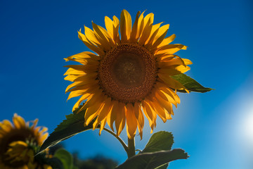 sunflower on blue sky, flower close-up