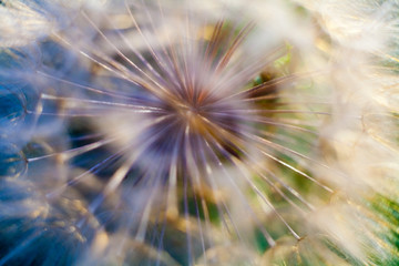dandelion flower close-up, dandelion seeds, umbrellas