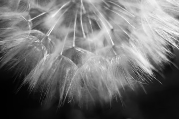 dandelion flower close-up, dandelion seeds, umbrellas, black and white