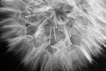 dandelion flower close-up, dandelion seeds, umbrellas, black and white