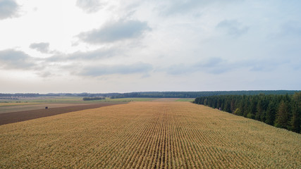 Maisfeld ist von der Trockenheit Dürre betroffen