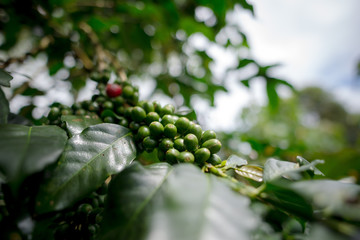 coffee tree organic