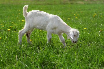 Obraz premium Young goat kid grazing on green meadow with dandelions.