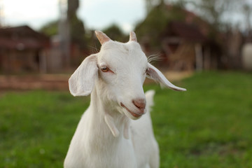 Young goat kid with small horns, looking into camera, blurred farm in background