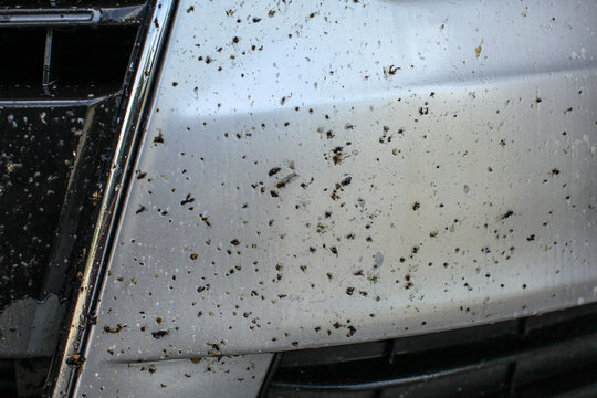 Dead bugs on car front bumper, covered with insect cleaning spray