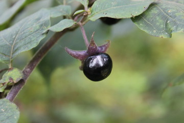 a black poisonous berry in the forest, germany