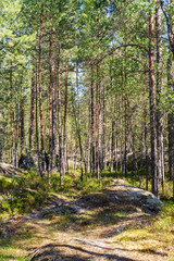 forest with pines and rocks