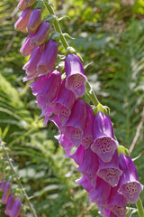 digitalis flower in the forest