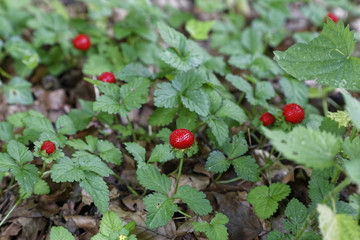 forest strawberries