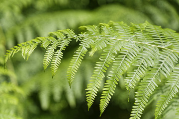 fern in the forest