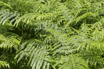 fern in the forest