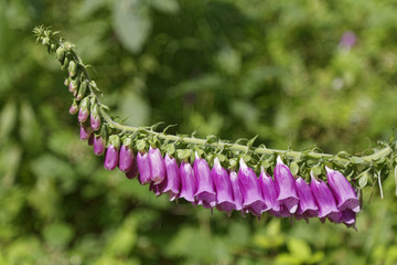 digitalis flower in the forest