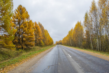 Autumn asphalt road line passing through the forest