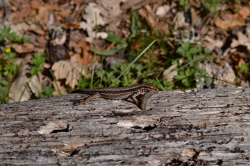 Lagarto con gusano