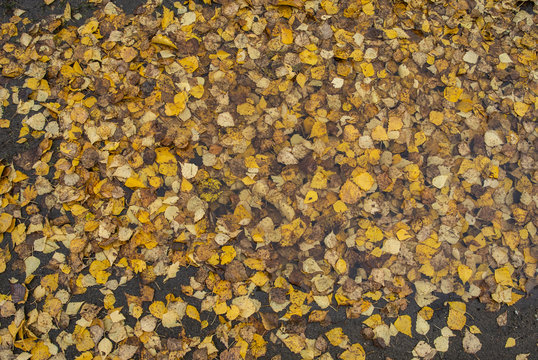 Puddle on the road full of fallen leaves. Autumn background