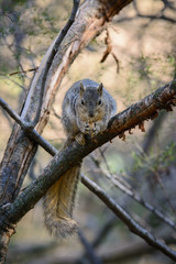 Furry squirrel with nut on branch