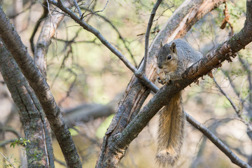 Gray squirrel gnawing nut on branch