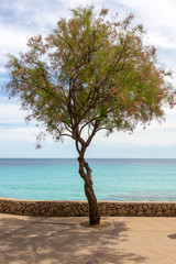 Fototapeta na wymiar A single tree on the seafront in the holiday resort of Cala Millor with a beautiful view of Mittelmerr on the Spanish Balearic island of Mallorca in front of a bright blue sky