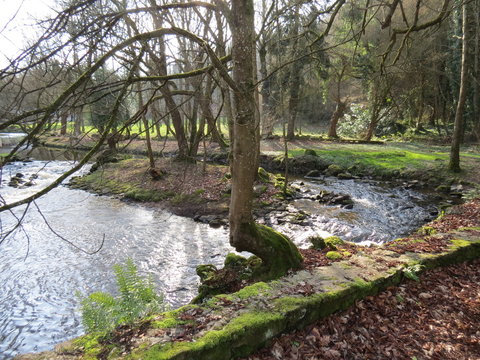 River in the park