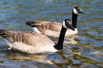 Beautiful graceful geese in clear water