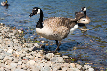 Canada goose on pebbles