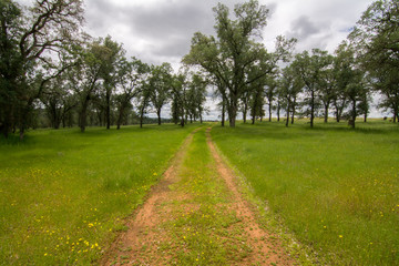 Rural road in green field with trees