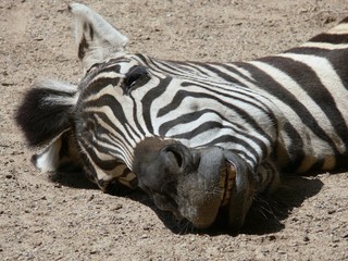 Obraz premium Liegendes Zebra Nahaufnahme