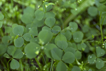 Fototapeta na wymiar Green clover leaf field with dew drops on blur background.