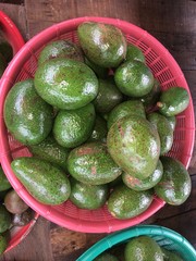Avocavo in Paksong, Champasak, Laos PDR.