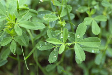 Fototapeta na wymiar Green clover leaf field with dew drops on blur background.