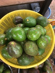 Avocavo in Paksong, Champasak, Laos PDR.