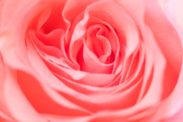 Obraz na płótnie Canvas Pink rose texture