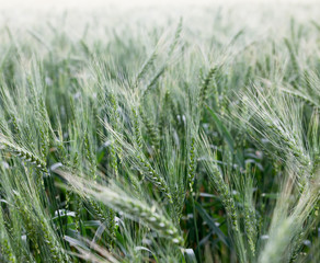 Green wheat field.