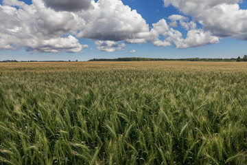 Green wheat field.